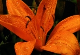 orange lilly